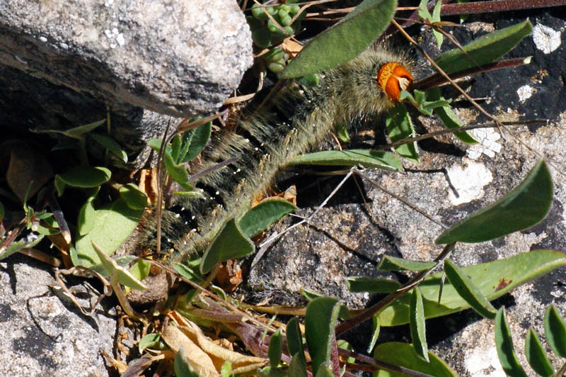 Bruco peloso da id. - Lasiocampa trifolii (Sardegna)